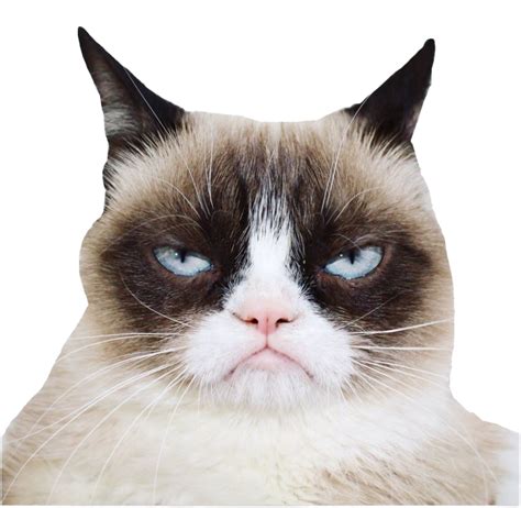 Grumpy Cat Png Free Logo Image