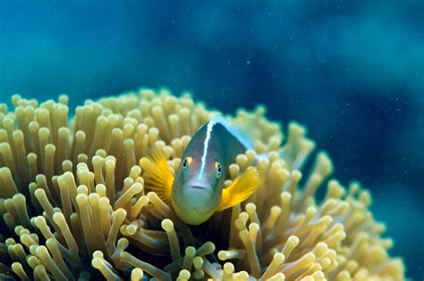 Wallpaper Animals Underwater Coral Reef Habitat Natural
