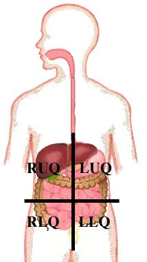 These terms are essential for describing the relative the simpler quadrants approach, which is more commonly used in medicine, subdivides the cavity with one horizontal and one vertical line that. Abdominal Wall and Inguinal Region - Dissector Answers