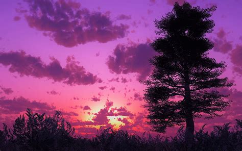 Purple Sunset