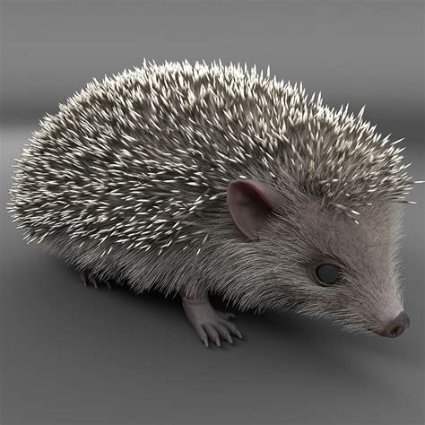Hedgehog Modelled 3d Model