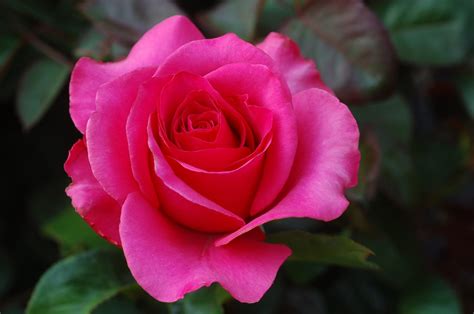 Rosa Rosada Hd Imágenes Y Fotos