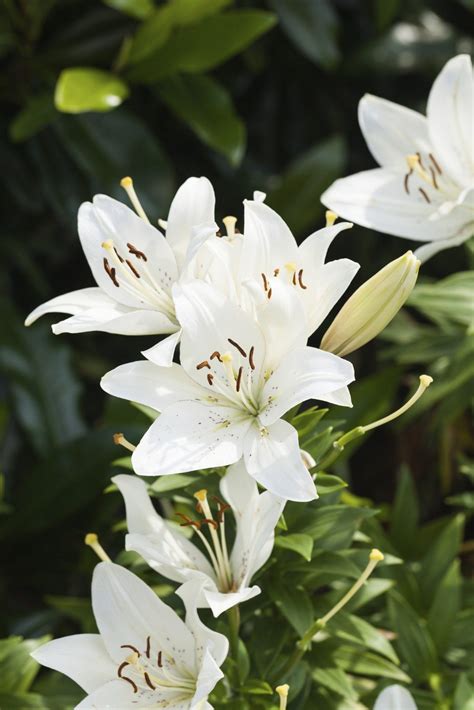 Trumpet Lily Plant Care Information About Trumpet Lilies And Their Care