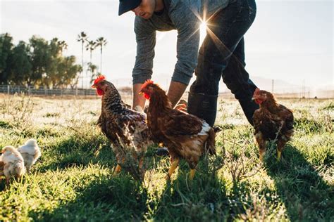 Billion Dollar Buyer Pasturebird Chicken Farm Accepts 240000 Offer