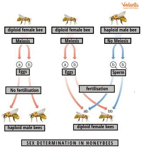 Sex Determination In Honey Bee Mechanism Reproduction And Faqs My Xxx