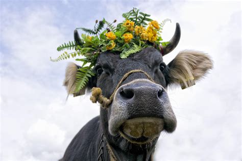 10 Photos Of Animals Wearing Flower Crowns To E