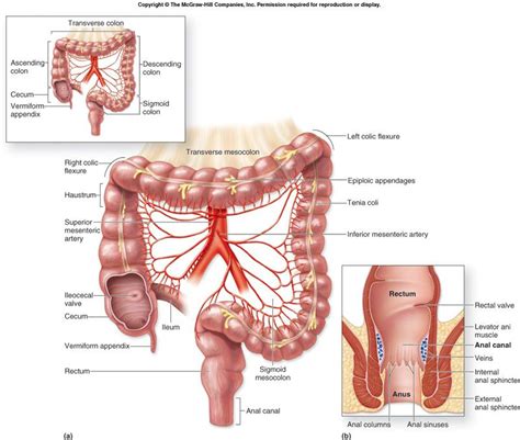 Anatomy Of The Sigmoid Colon