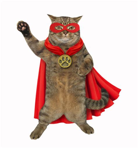 1800 Cat Cape Stock Photos Pictures And Royalty Free Images Istock
