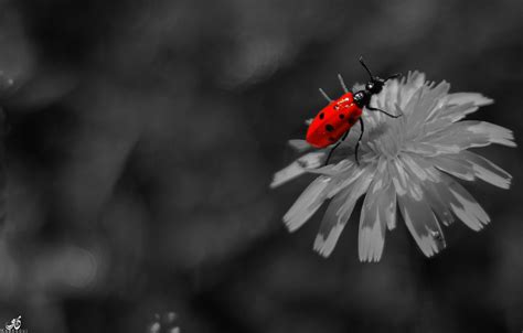 Wallpaper Flowers Nature Red Insect Canon Canon Eos 550d Leaf