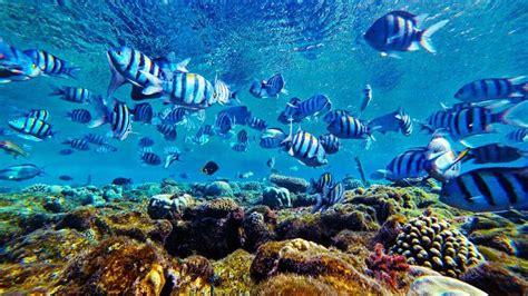 Top 10 Most Beautiful Coral Reefs In The World