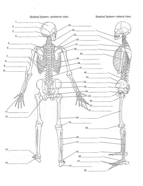 A basic human skeleton is studied in schools with a simple diagram. Unlabeled Human Skeleton Diagram - koibana.info | Human skeleton anatomy, Human anatomy drawing ...