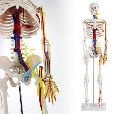 When viewing the mini anatomy model, controls are identical to the gross anatomy model. 85cm Mini Human Skeleton Model with Nerves Blood Vessels ...