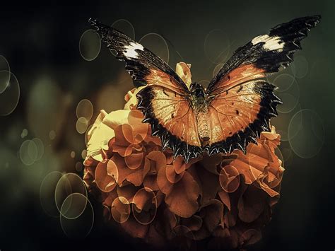 Butterflys World By Gianstefano Fontana Vaprio 500px