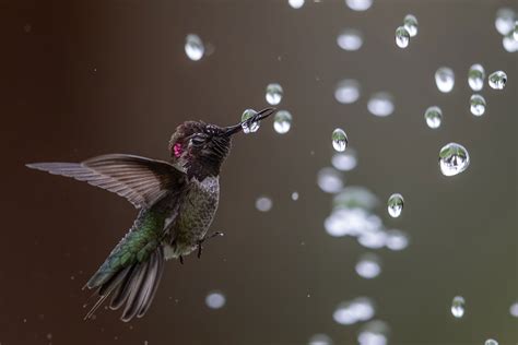 Las Mejores Fotografías De Aves En Los Premios Audubon Photography Awards De 2020 Photolari