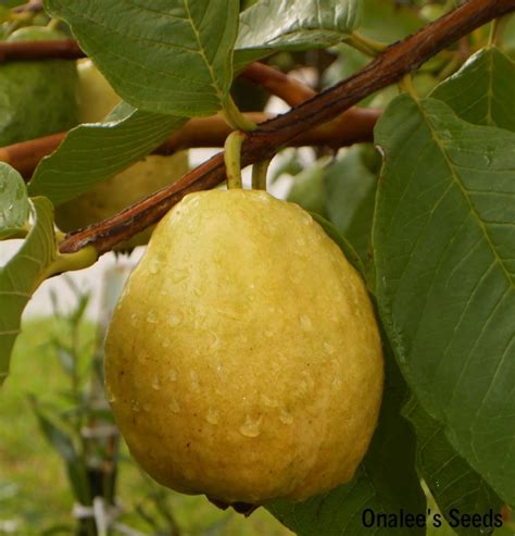 However, trying to plant something other than mangoes or avocados that will grow in our florida soil and still produce fruit, can be a daunting task. Florida Tropical White Pear Guava Fruit Tree Seeds ...