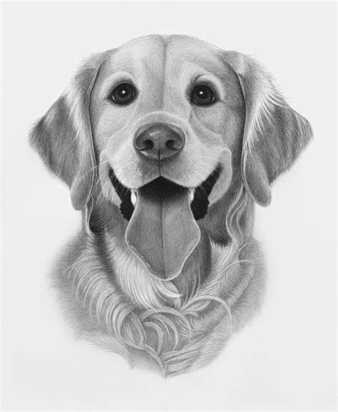 Pin By April Dikty Ordoyne On Dogs Hard Drawings Golden Retriever