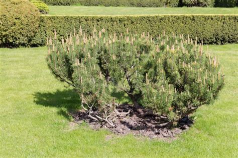 Mountain Pine Bush As An Ornamental Plant In City Park Stock Photo