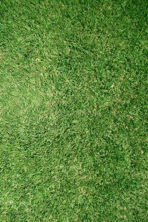 Real Grass Texture