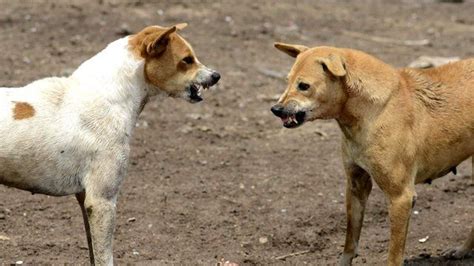 El Misterio De Las Jaurías De Perros Asesinos A Las Que Culpan De La