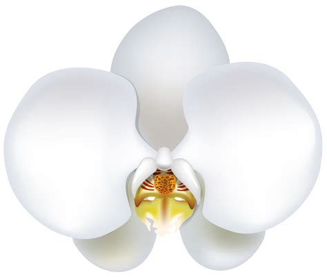 White Orchid Clipart 20 Free Cliparts Download Images On Clipground 2024