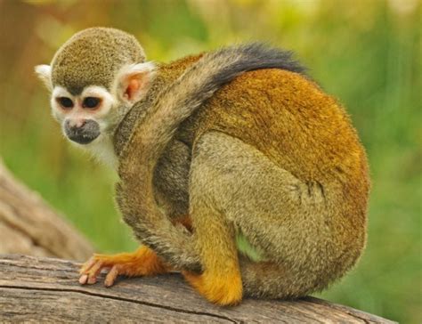Squirrel Monkeys What I Learned On Wikipedia
