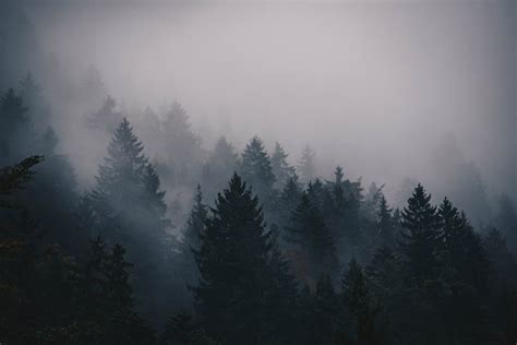 Wallpaper Id 211637 A Thick Fog And Overcast Sky Over A Coniferous