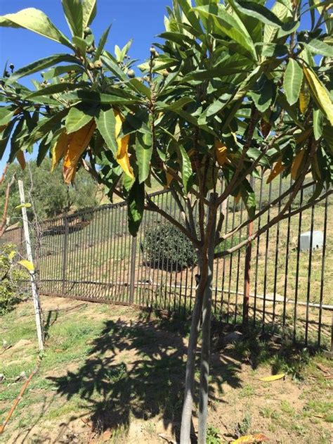 How To Grow A Loquat Tree Planting Growing And Harvesting