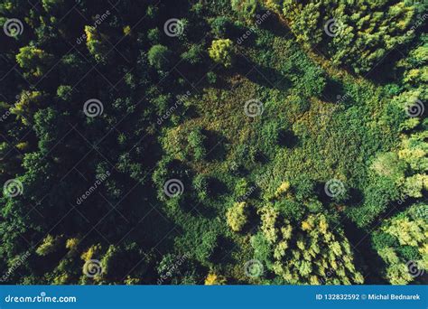 Green Forest And Meadow In Top View Stock Photo Image Of Flat Autumn