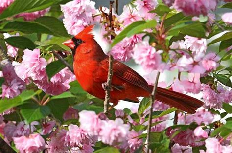 Northern Cardinal In Spring Backyard Birds Bird Pictures How To