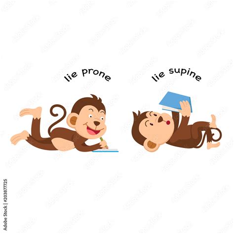 Opposite Lie Prone And Lie Supine Vector Illustration Stock Vector