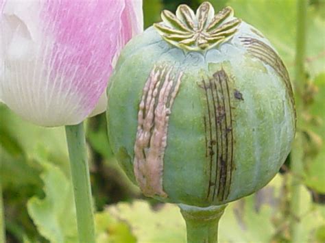 Opium Production In Afghanistan Shows Increase Prices Set To Rise
