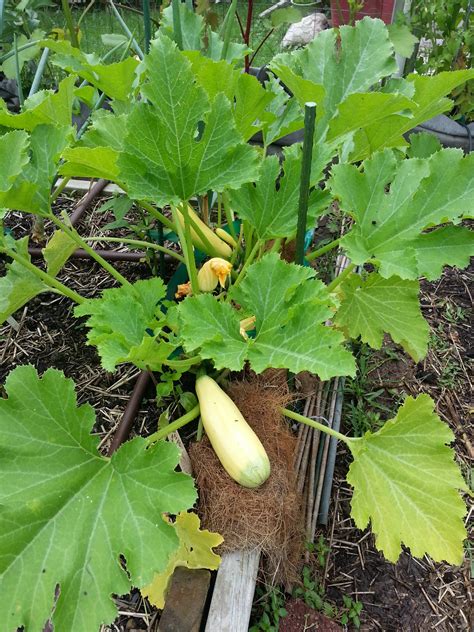 Seed Ideas For Summer Squash Crazy For Gardening