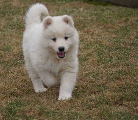 Akc Registered Samoyed Puppy For Sale Danville Oh Female Snowy Ac
