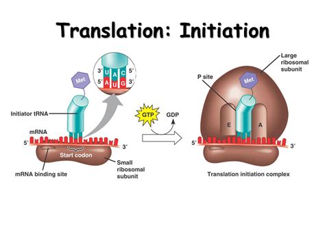 Translation Protein From Rna Presentation Biology