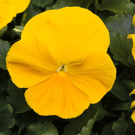 6″ Pansy ‘matrix Yellow Improved Mcardles Floral And Garden Design