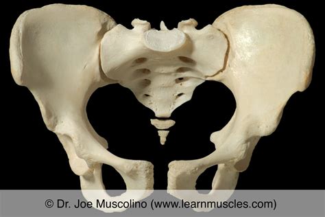Pubic Symphysis Joint Learn Muscles