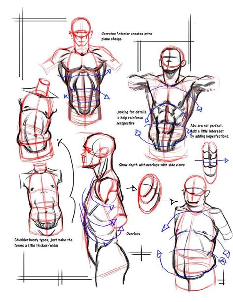 Male torso anatomy 2012 by juggertha on deviantart. 70 best images about Anatomi Erkek / Anatomy Male on Pinterest | Human anatomy, Pose reference ...