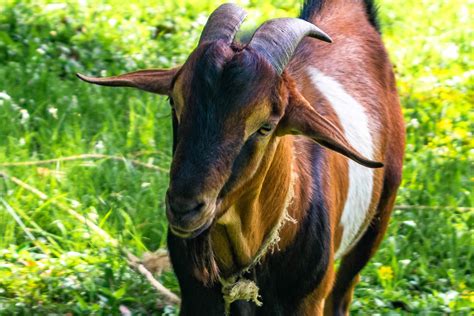 Goats Archives Uncommon Caribbean