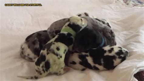Dog Gives Birth To Green Puppy It Was So Shocking When She Was Born