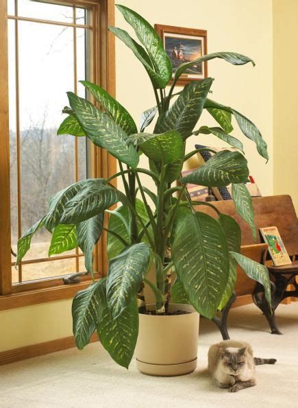 20 Super Easy Houseplants Youll Love House Plants Indoor Easy House