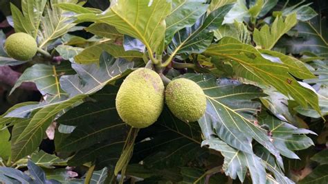 Breadfruit Growing Problems And How To Solve Them