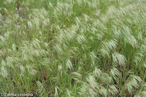 http://www.botanickafotogalerie.cz/fotogalerie.php?lng=cz&latName=Bromus%2520tectorum&title=Bromus%2520tectorum%2520%7c%2520sve%c5%99ep%2520st%c5%99e%c5%a1n%c3%ad%2520(sve%c5%99epec%2520st%c5%99e%c5%a1n%c3%ad)&showPhoto_variant=photo_description&show_sp_descr=true&spec_syntax=species&sortby=lat