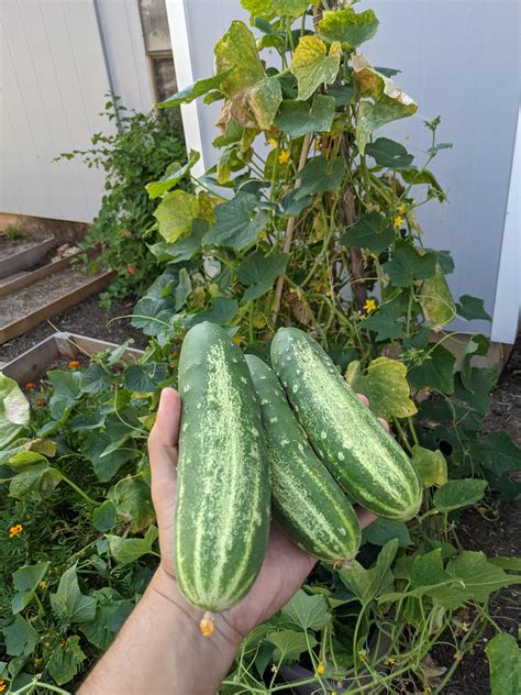 First Time Growing Cucumbers Didnt Know They Were Prickly R