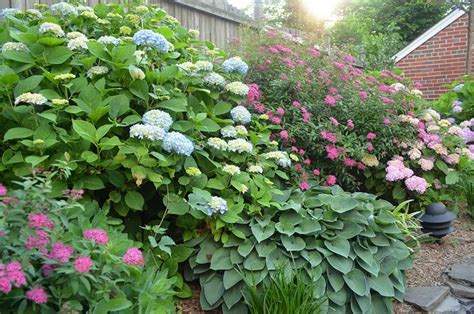 Creating a hydrangea garden design can include a variety of other terrific plants that combine to present a breathtaking landscape. I like this combo of hydrangea, hostas and spirea ...