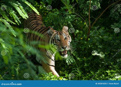 Indochinese Tiger In Zoo Stock Photography 36841058