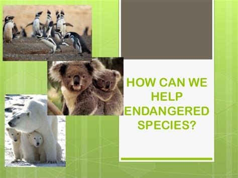 How Can We Help Endangered Species