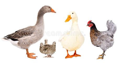Group Of Different Farm Birds Stock Image Image Of Cute Food 191388845