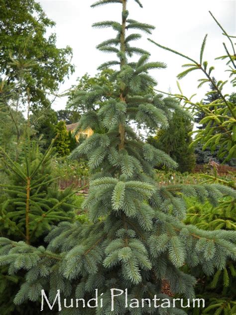 Picea Engelmannii Glauca Pendula Mundi Plantarum