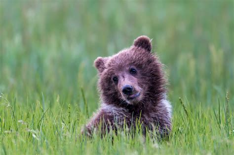 Cute Grizzly Bear Cub In The Grass Fine Art Photo Print Photos By