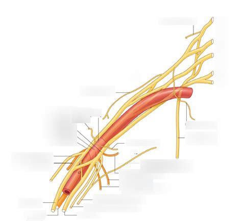 11 Axilla Brachial Plexus Diagram Quizlet